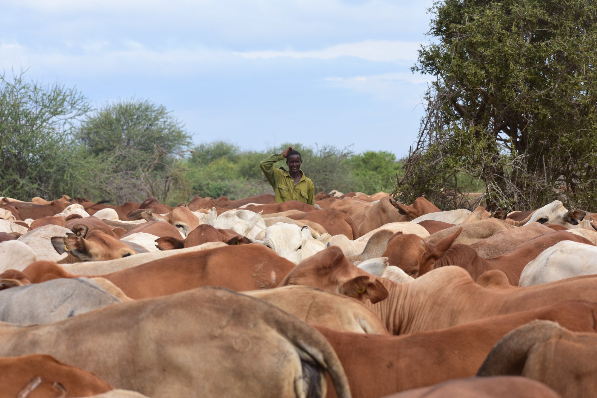 A Maasai herdsman with his cattle in Kenya