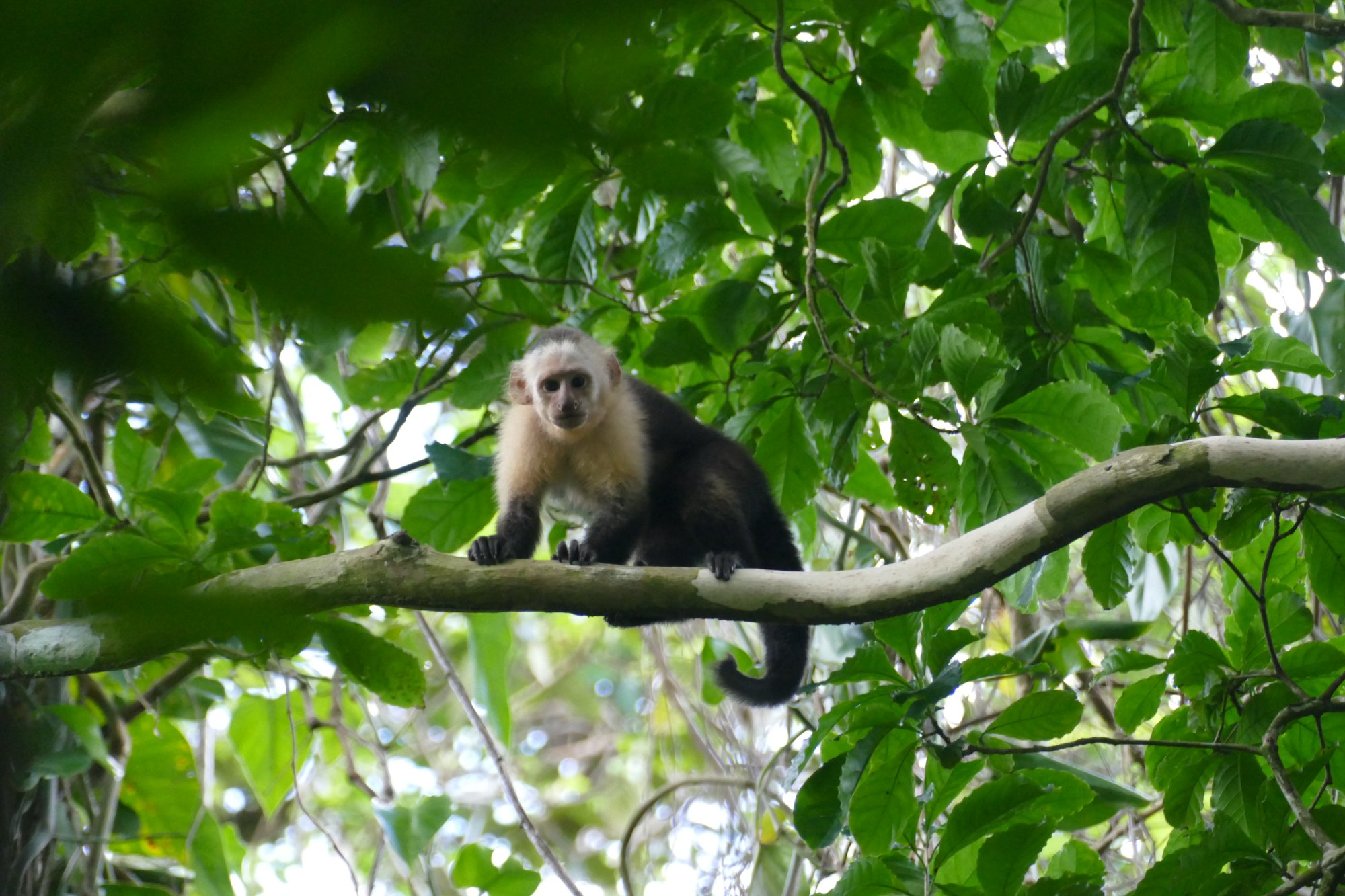 A white-faced capuchin monkey in the forest canopy, Nicaragua