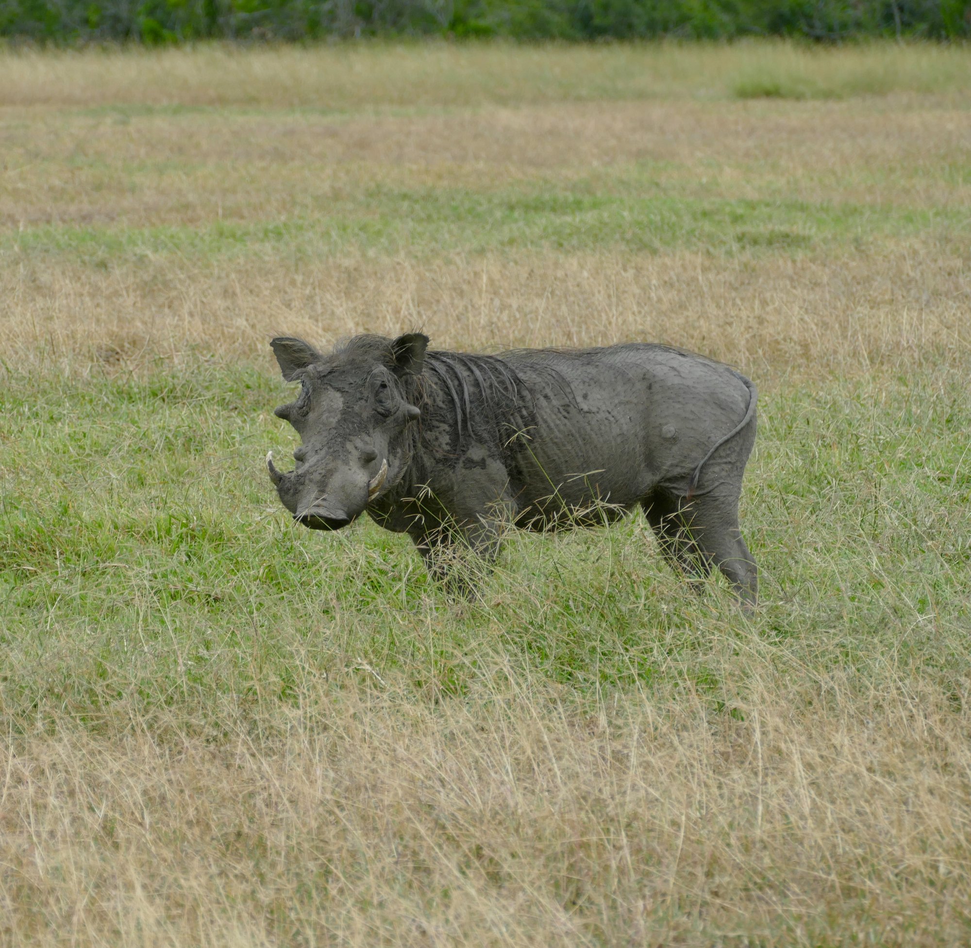 Kenyan savanna landscape