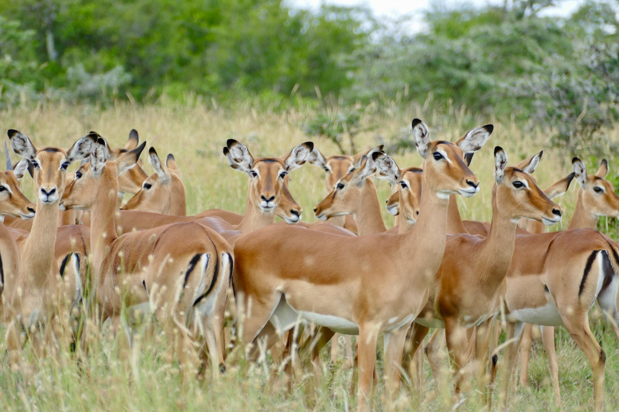 Kenya landscape