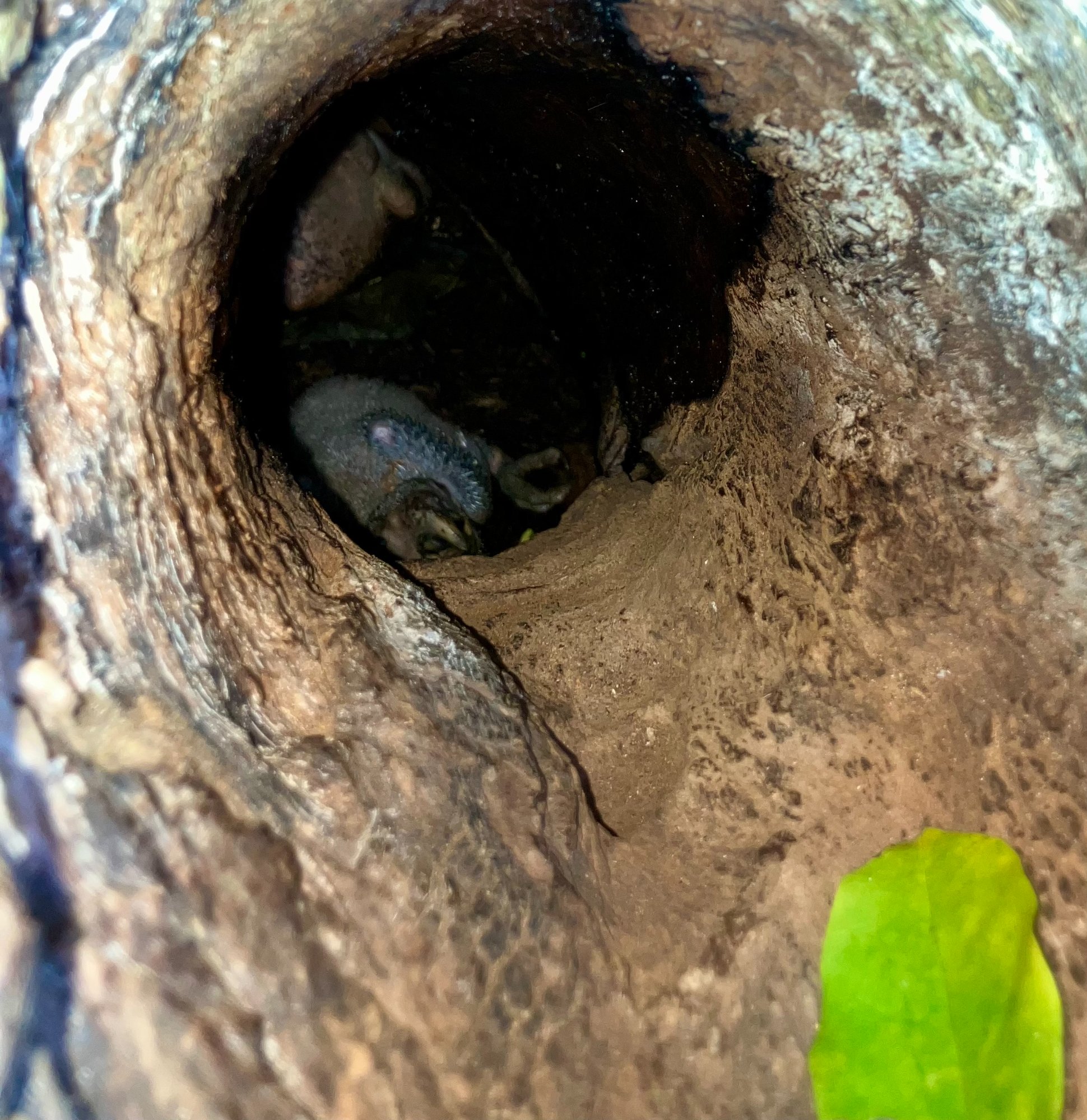 Yellow-naped amazon parrot chicks visible inside a nest hole in a tree on Ometepe Island