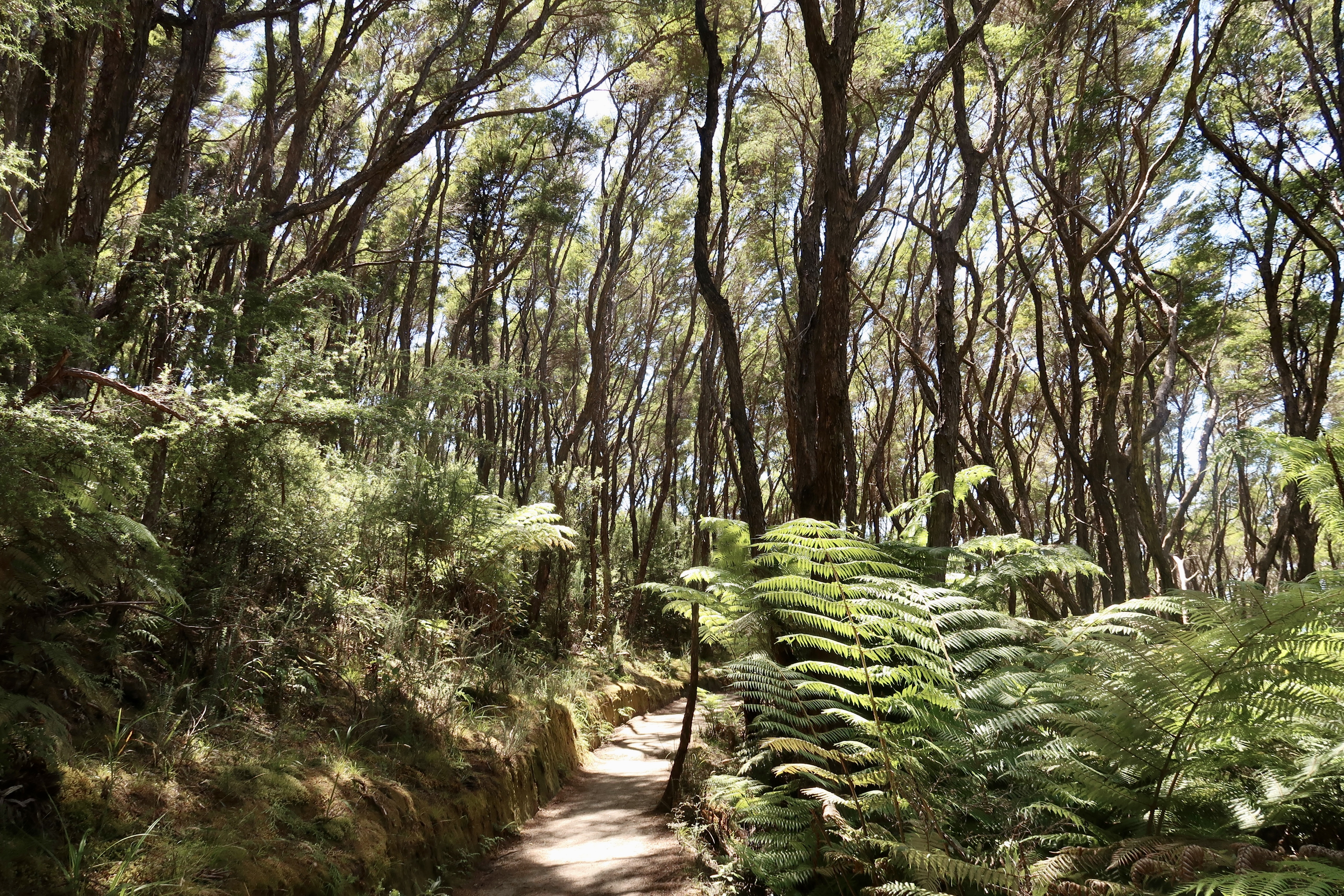 A sunlit path winding through native forest and tree ferns
