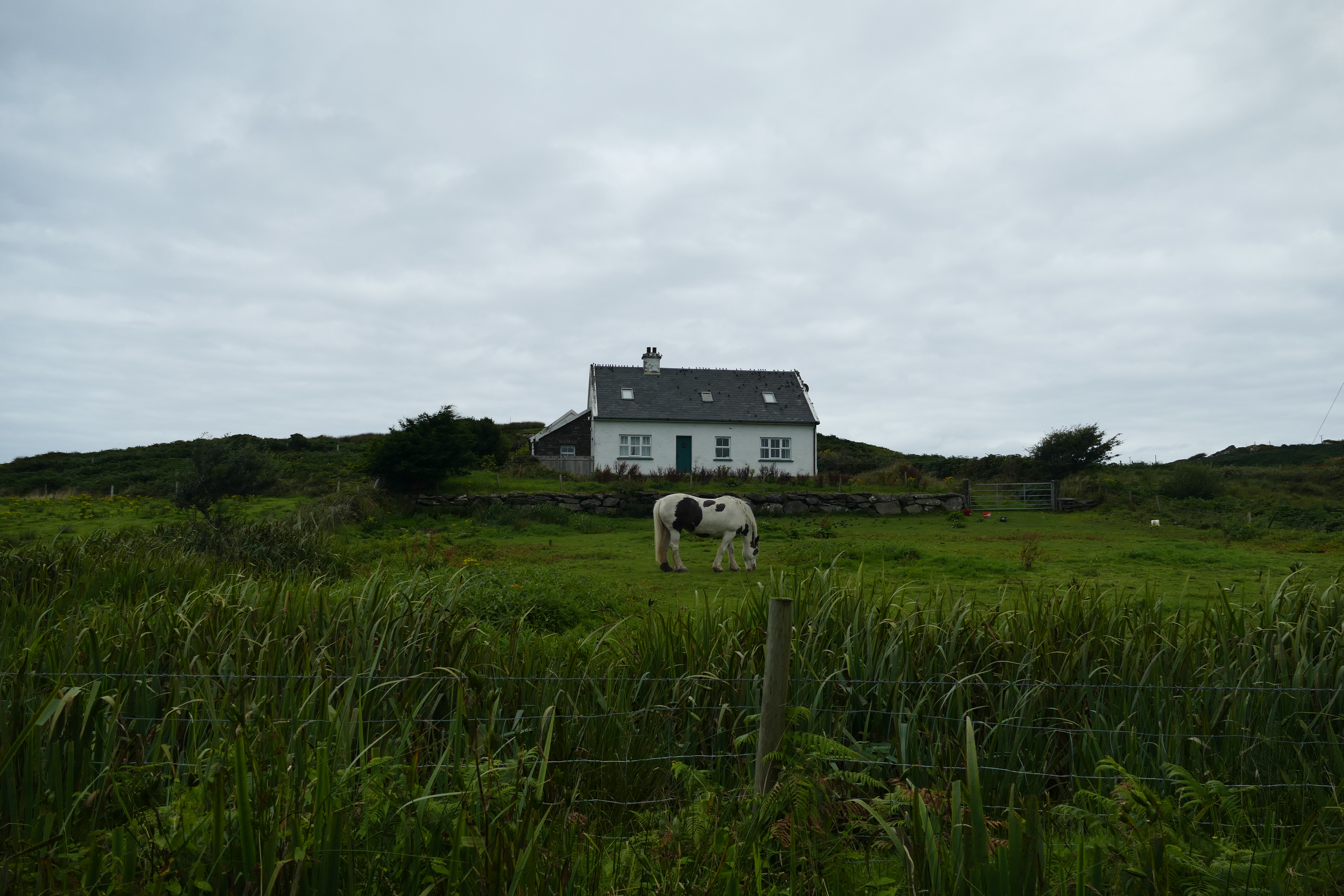 A piebald horse grazing in front of a whitewashed cottage in the Scottish Highlands
