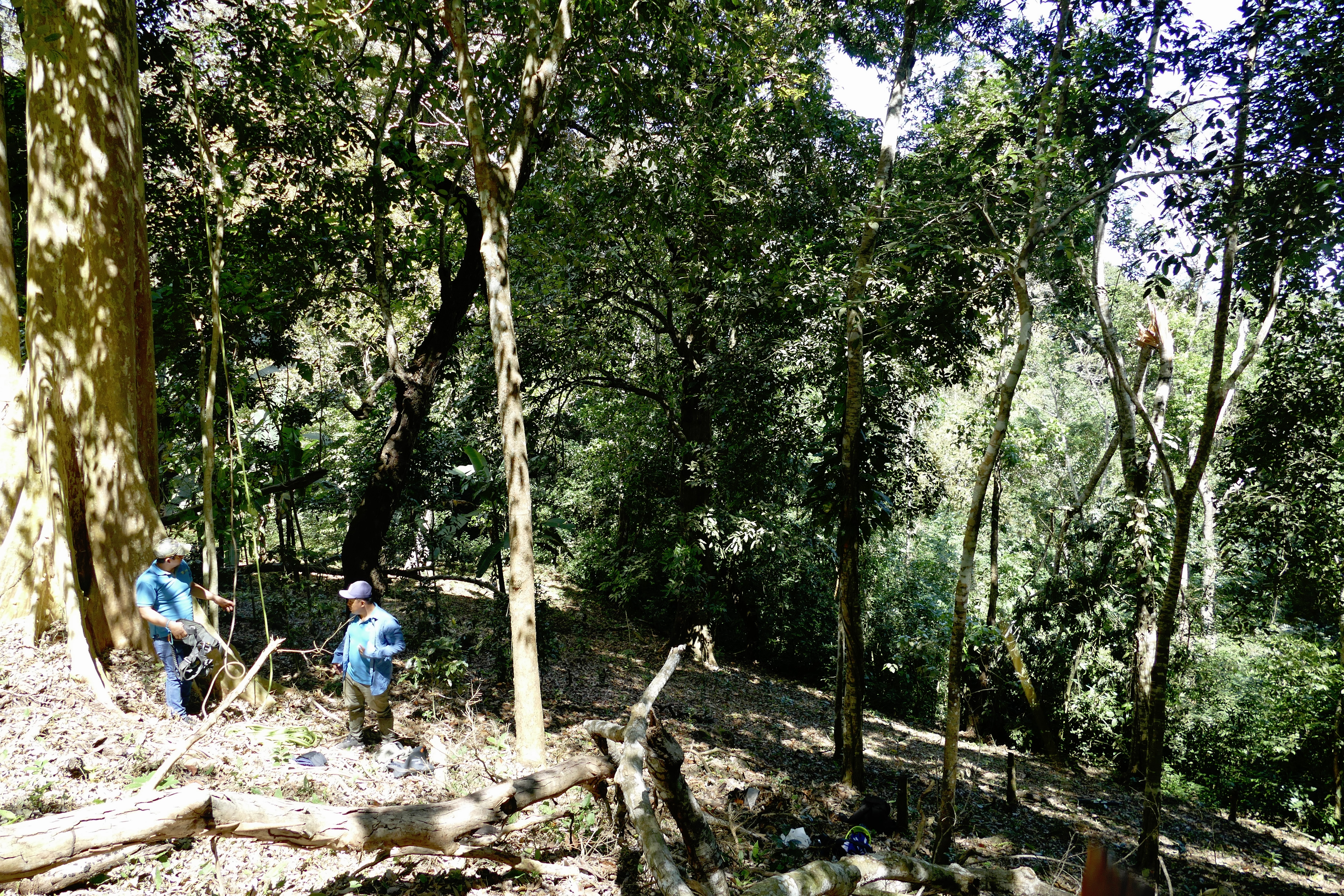 Adonis and Emerson checking the climbing rope at the base of a nesting tree in the forest