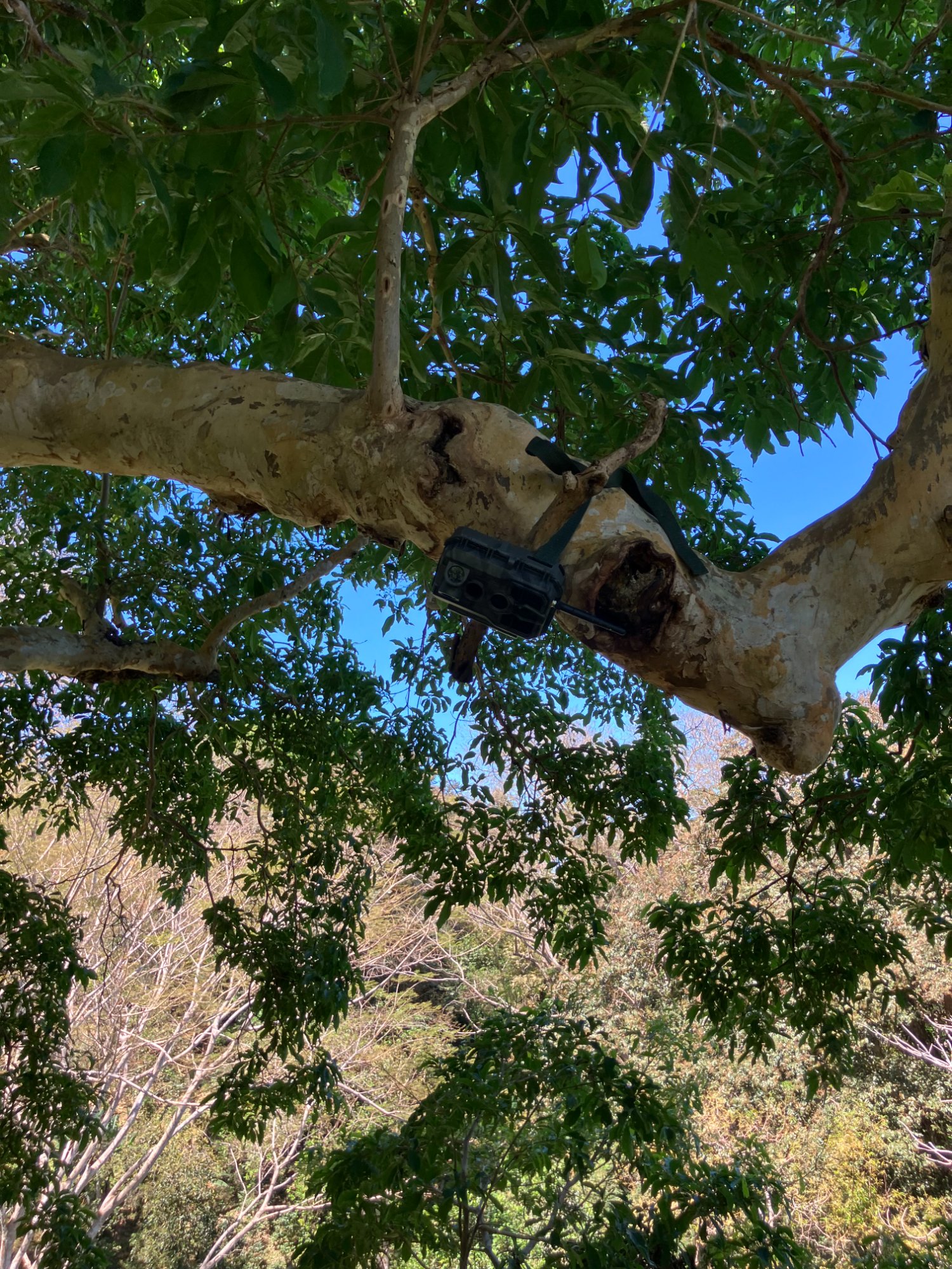 A camera trap mounted in the branches of a tree on Ometepe Island to monitor a yellow-naped amazon parrot nesting site