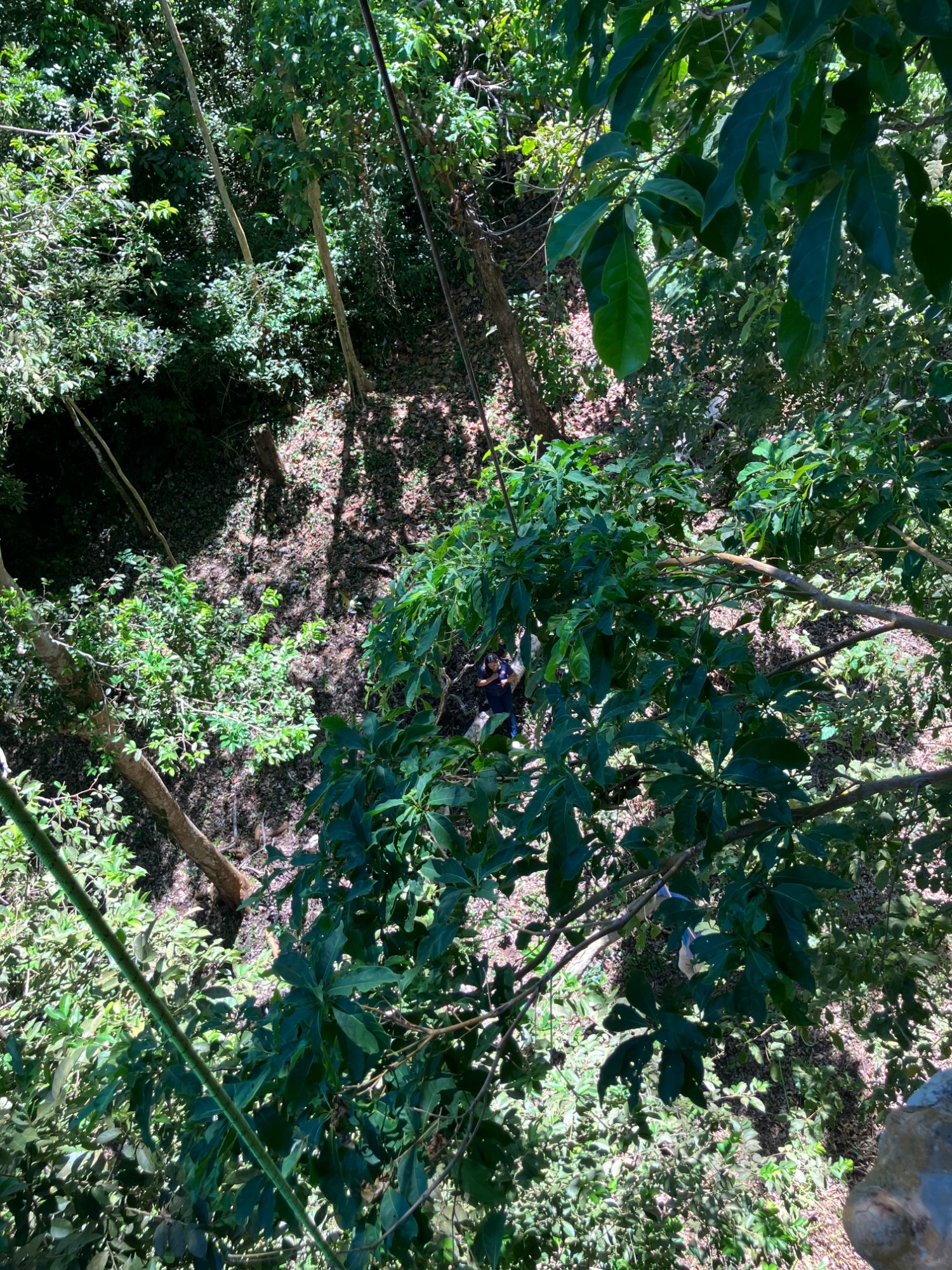 Celeste's view from above showing the height the yellow-naped amazon parrots' nests are at