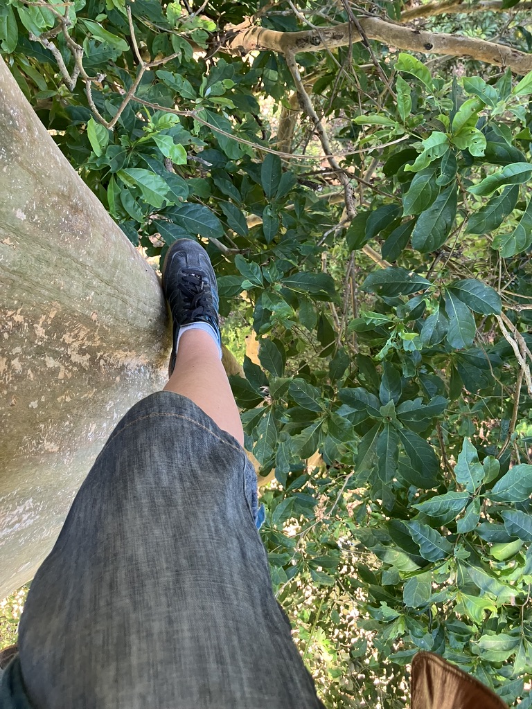 The view looking down from high in a nesting tree on Ometepe Island during nest monitoring