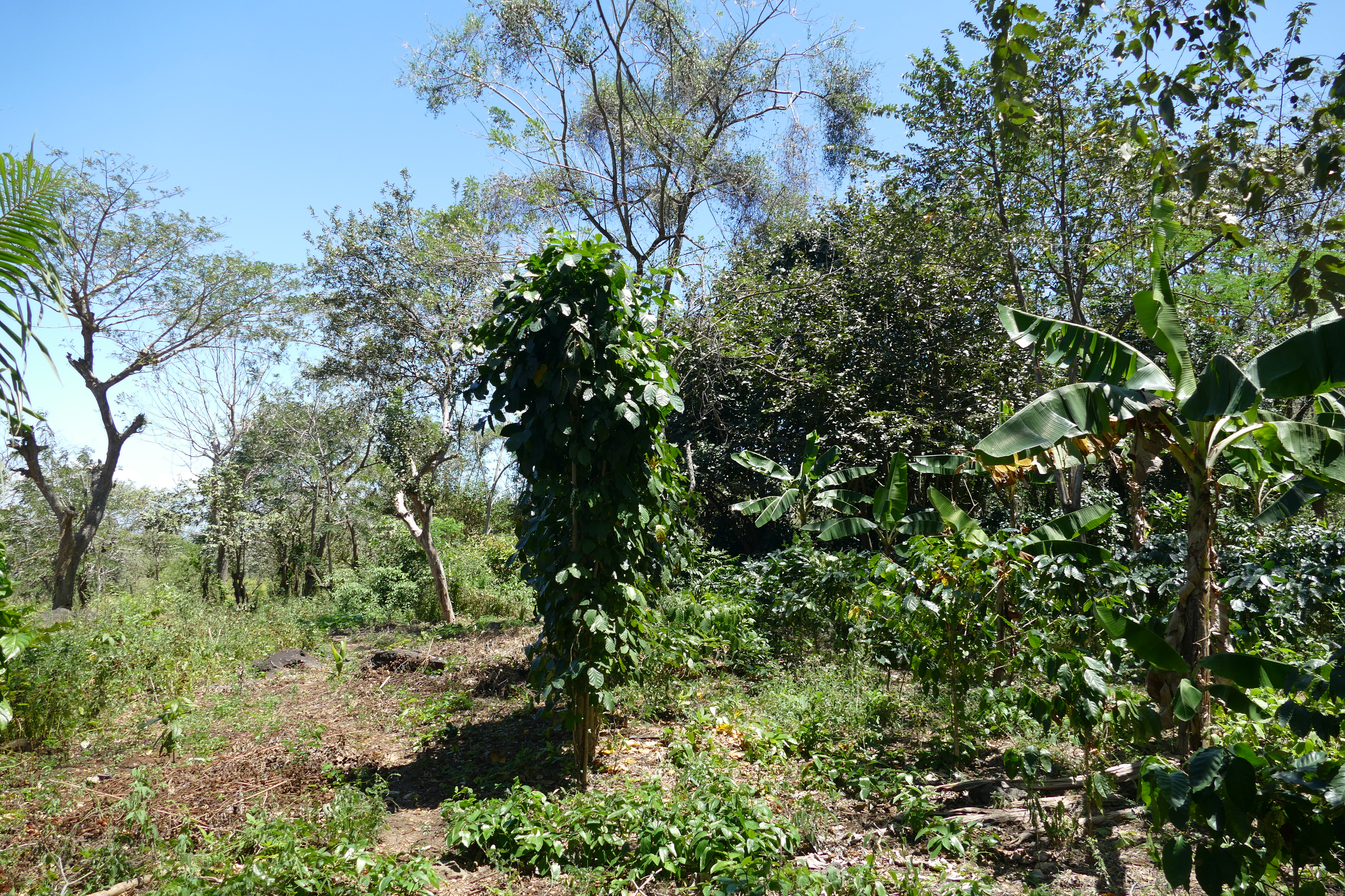 A shade-grown coffee agroforestry plot on Ometepe Island, with coffee bushes, banana plants, a climbing vine on a living support, and shade trees overhead
