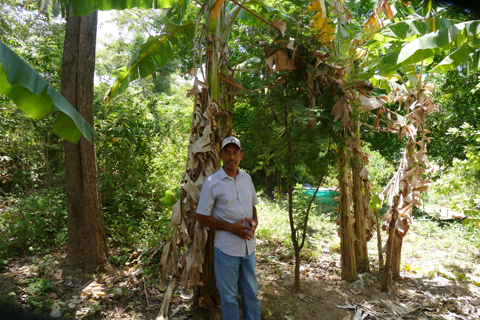 Edgar standing in Marcia's agroforestry plot in La Camaroncita