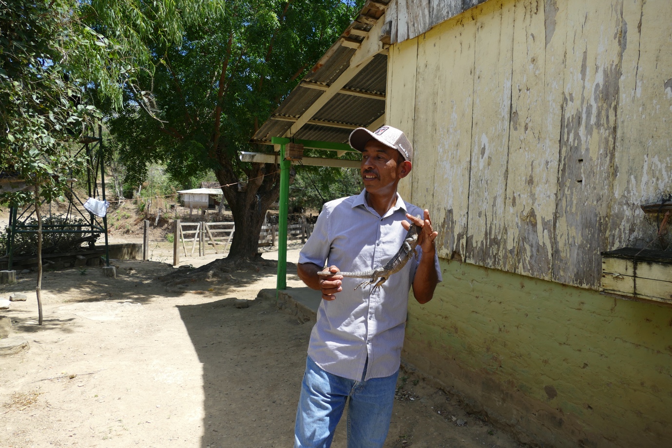 Agroecological farmer Edgar Cabrera holding a young iguana in Nandaime, Nicaragua