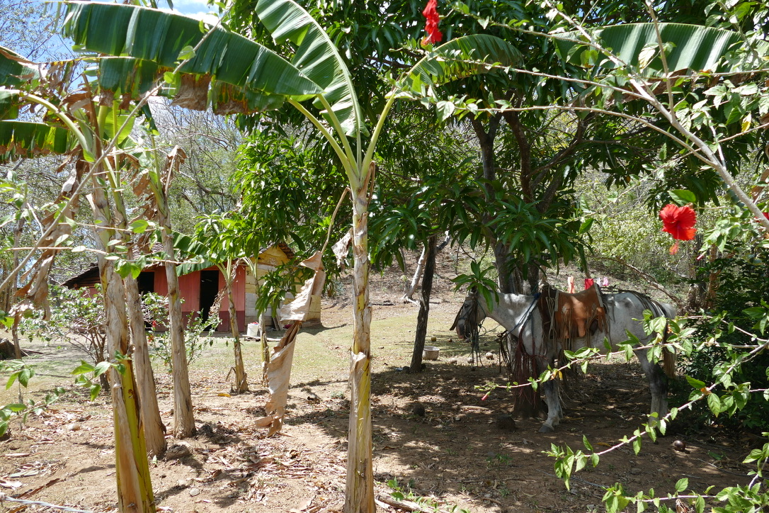 A finca in La Camaroncita with banana and mango trees, flowering hibiscus, and a saddled horse beside the family home
