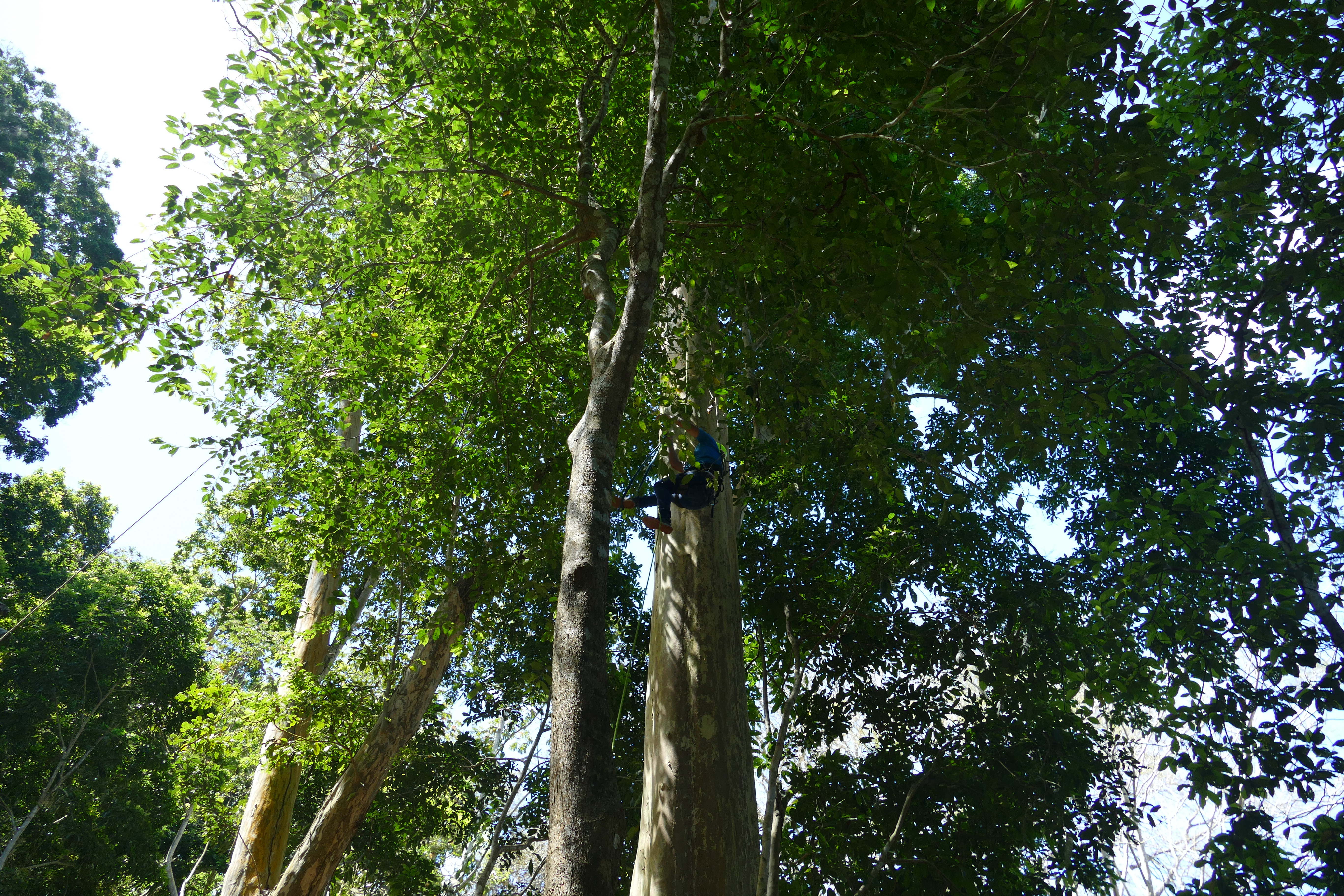 A climber ascending a tall canopy tree to check on a yellow-naped amazon parrot nest, Ometepe Island, Nicaragua
