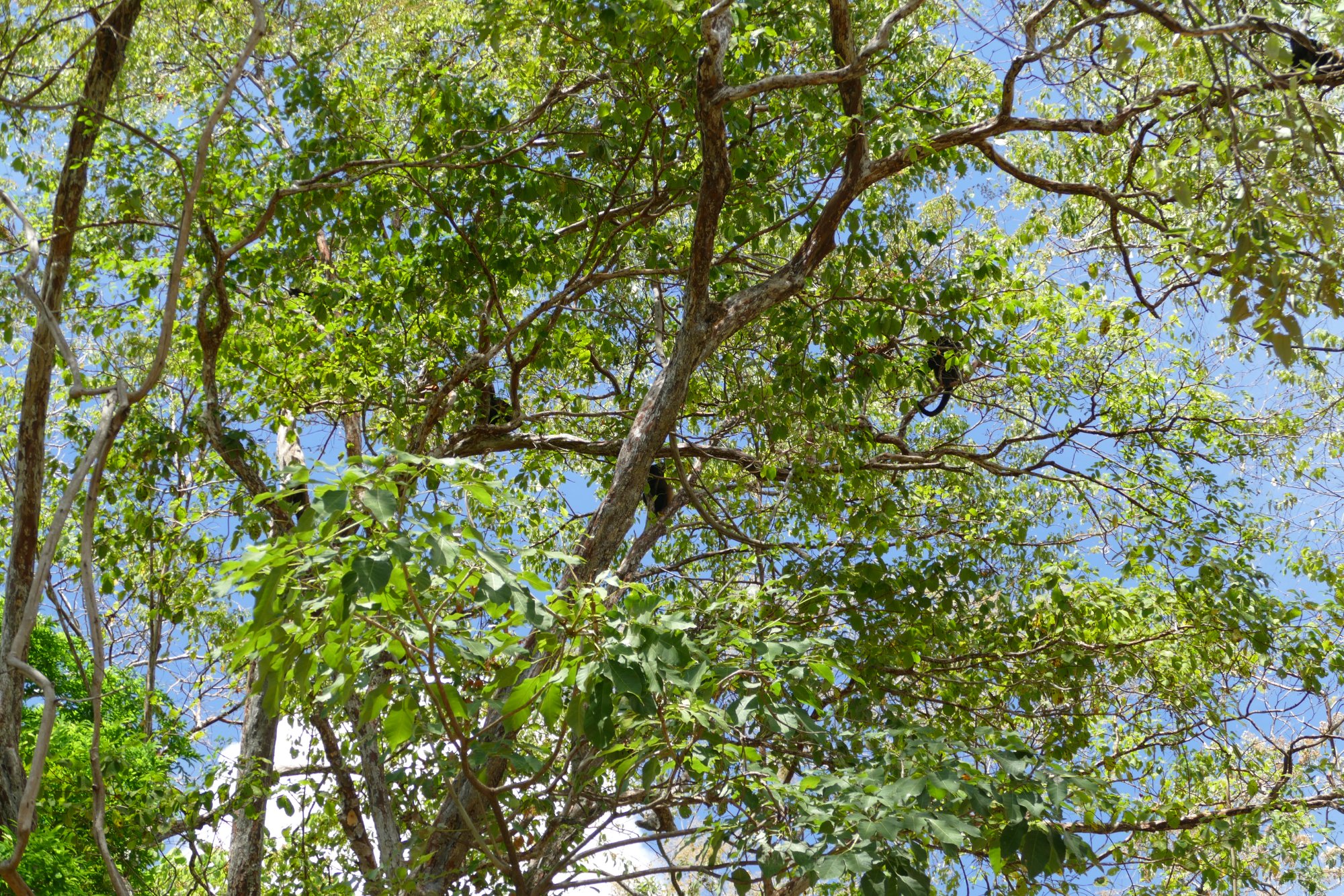 Howler monkeys in the tree canopy above the agroforestry farms in La Camaroncita