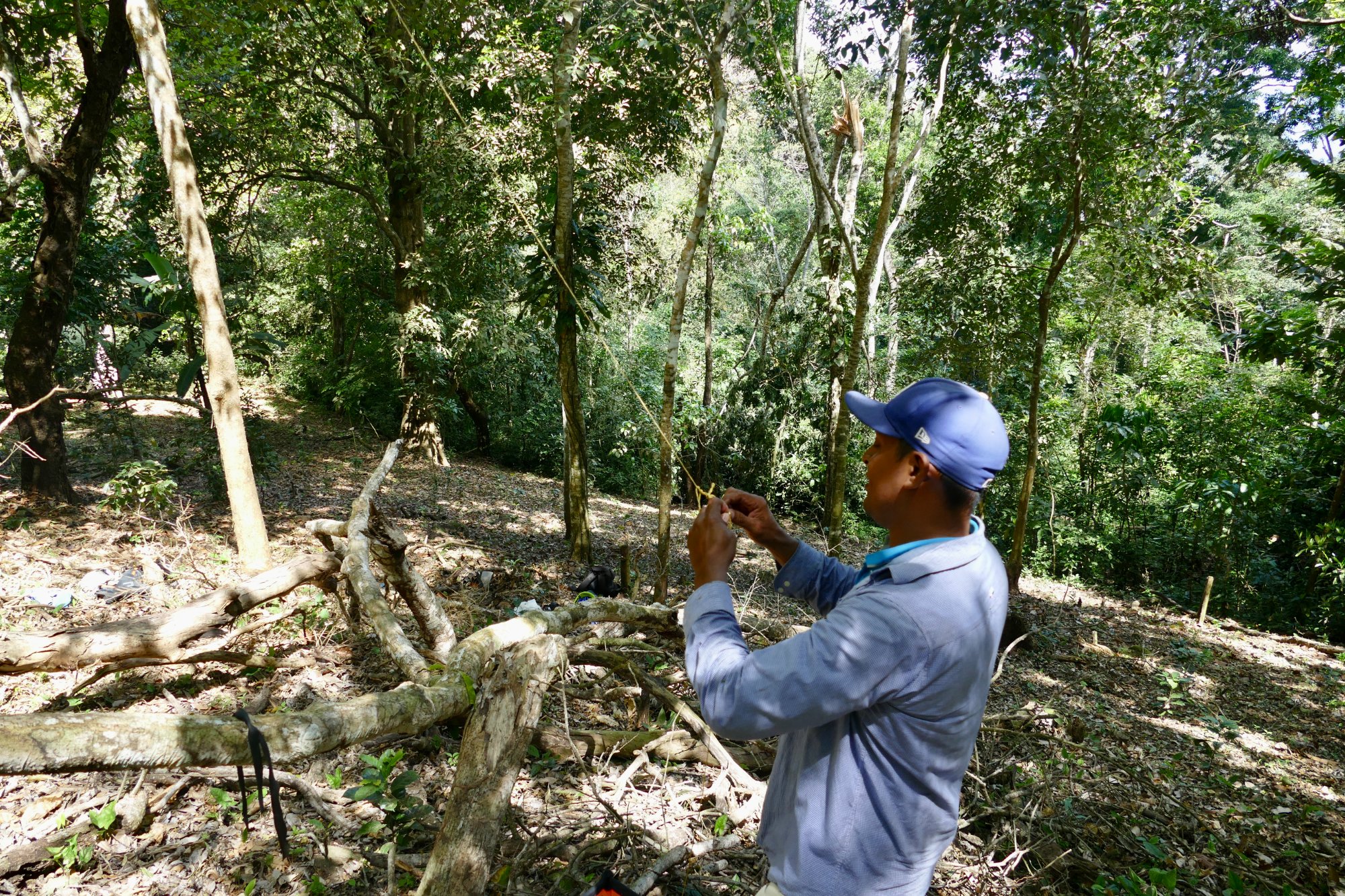 Securing the climbing rope before ascent to a parrot nesting site